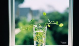 草草草草视频,揭秘幕后制作过程